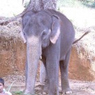 Konni Elephant 2